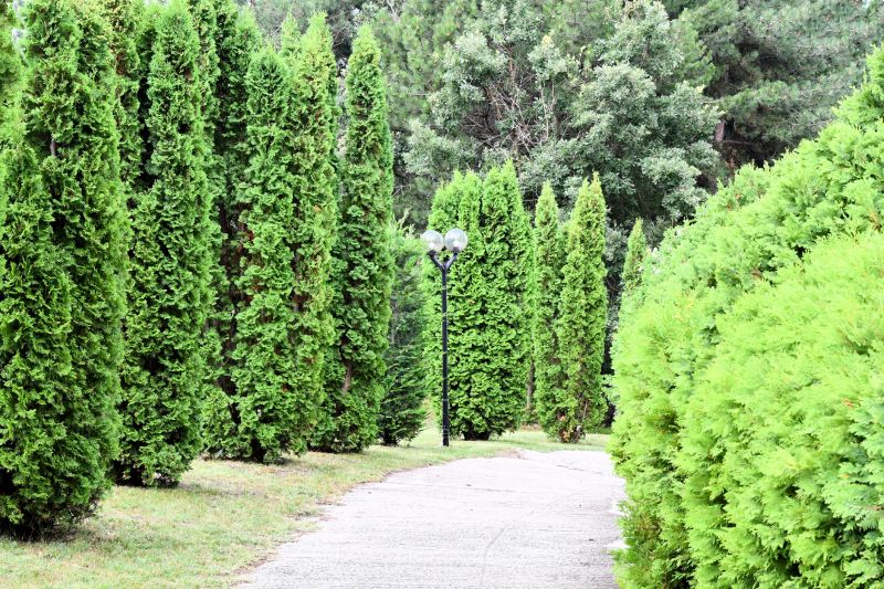 Cement Path Construction